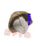 うさぎのしろたん（個別スタンプ：6）