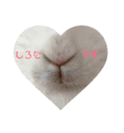 うさぎのしろたん（個別スタンプ：15）