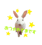 うさぎのしろたん（個別スタンプ：16）