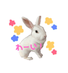 うさぎのしろたん（個別スタンプ：18）