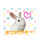 うさぎのしろたん（個別スタンプ：19）