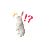 うさぎのしろたん（個別スタンプ：20）