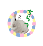 うさぎのしろたん（個別スタンプ：21）