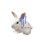 うさぎのしろたん（個別スタンプ：23）