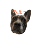 ギズモとヨーダ（個別スタンプ：3）
