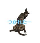ギズモとヨーダ（個別スタンプ：4）