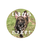 ギズモとヨーダ（個別スタンプ：6）