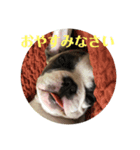 ギズモとヨーダ（個別スタンプ：8）