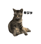 猫のマリー（個別スタンプ：1）