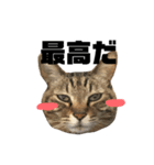 猫のマリー（個別スタンプ：4）