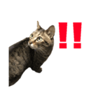 猫のマリー（個別スタンプ：8）