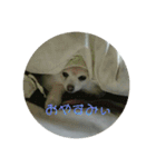 きなこワールド（個別スタンプ：4）