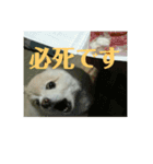 きなこワールド（個別スタンプ：9）