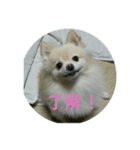 きなこワールド（個別スタンプ：10）