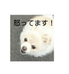 きなこワールド（個別スタンプ：11）