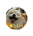 きなこワールド（個別スタンプ：12）