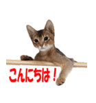 カリモの猫スタンプ アビシニアン 1（個別スタンプ：1）