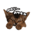 カリモの猫スタンプ アビシニアン 1（個別スタンプ：2）