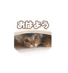 カリモの猫スタンプ アビシニアン 1（個別スタンプ：3）