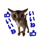 カリモの猫スタンプ アビシニアン 1（個別スタンプ：4）