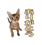 カリモの猫スタンプ アビシニアン 1（個別スタンプ：5）