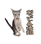 カリモの猫スタンプ アビシニアン 1（個別スタンプ：8）