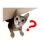 カリモの猫スタンプ アビシニアン 1（個別スタンプ：9）