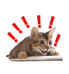 カリモの猫スタンプ アビシニアン 1（個別スタンプ：10）