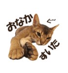 カリモの猫スタンプ アビシニアン 1（個別スタンプ：11）