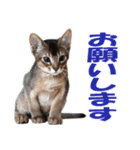 カリモの猫スタンプ アビシニアン 1（個別スタンプ：12）