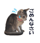 カリモの猫スタンプ アビシニアン 1（個別スタンプ：13）