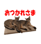 カリモの猫スタンプ アビシニアン 1（個別スタンプ：14）