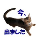 カリモの猫スタンプ アビシニアン 1（個別スタンプ：16）