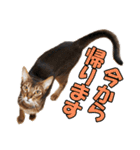 カリモの猫スタンプ アビシニアン 1（個別スタンプ：17）
