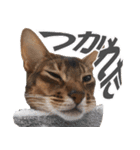 カリモの猫スタンプ アビシニアン 1（個別スタンプ：18）