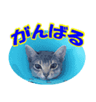カリモの猫スタンプ アビシニアン 1（個別スタンプ：19）