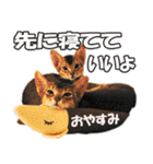 カリモの猫スタンプ アビシニアン 1（個別スタンプ：20）