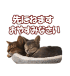 カリモの猫スタンプ アビシニアン 1（個別スタンプ：21）