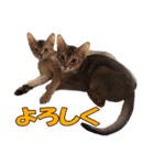 カリモの猫スタンプ アビシニアン 1（個別スタンプ：22）