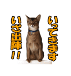 カリモの猫スタンプ アビシニアン 1（個別スタンプ：23）