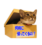カリモの猫スタンプ アビシニアン 1（個別スタンプ：24）
