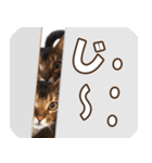 カリモの猫スタンプ アビシニアン 1（個別スタンプ：26）