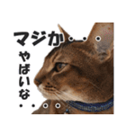 カリモの猫スタンプ アビシニアン 1（個別スタンプ：27）
