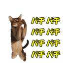 カリモの猫スタンプ アビシニアン 1（個別スタンプ：28）