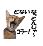 カリモの猫スタンプ アビシニアン 1（個別スタンプ：29）