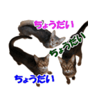 カリモの猫スタンプ アビシニアン 1（個別スタンプ：30）