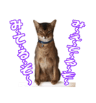カリモの猫スタンプ アビシニアン 1（個別スタンプ：31）