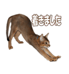 カリモの猫スタンプ アビシニアン 1（個別スタンプ：34）