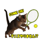 カリモの猫スタンプ アビシニアン 1（個別スタンプ：37）