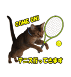 カリモの猫スタンプ アビシニアン 1（個別スタンプ：38）